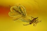 Five Fossil Flies (Diptera) In Baltic Amber #170033-2